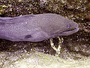 Picture 'Th1_0_3023 Moray Eel, Thailand'